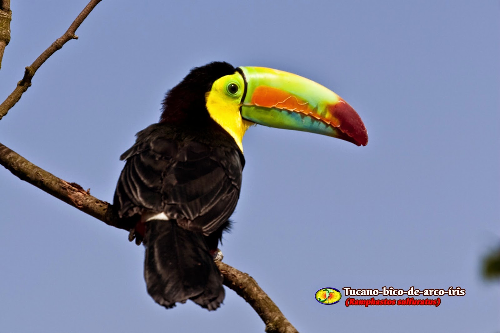 Zoologia Tucanobicodearcoíris (Ramphastos sulfuratus)